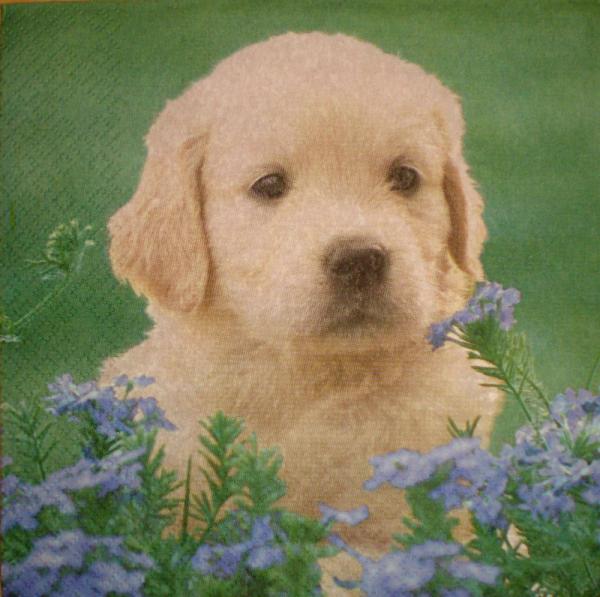 026 Hunde - 3-lagig